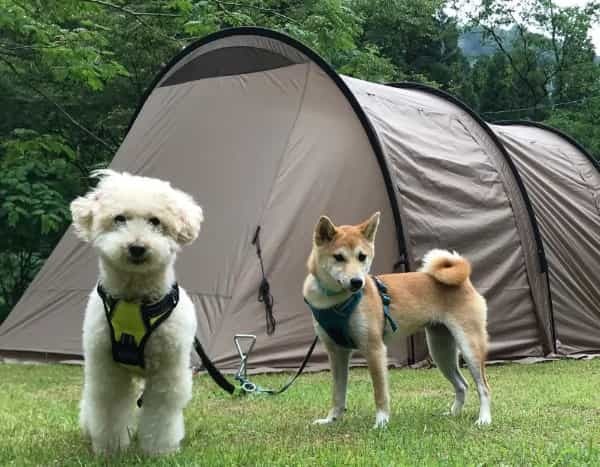 あなたが私の原動力　愛犬家が「ハスキー子犬」の魅力を熱弁