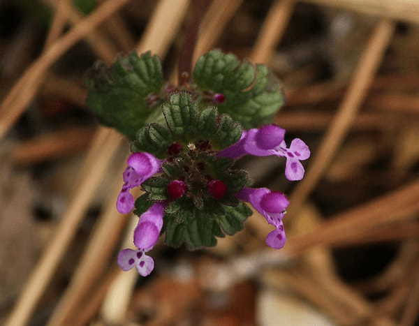 ホトケノザとはどんな花?その名前の由来や花言葉は?春の七草とは別物なのでご注意を!