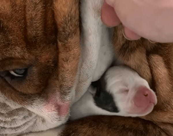 お昼寝中の愛犬。気持ちよさそうにお昼寝しているところを失礼してほっぺを持ち上げさせてもらうと・・あらビックリ！！【アメリカ・動画】