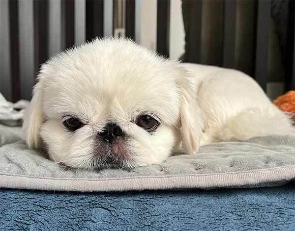 みーたーなー　おててナメナメ中の愛犬を飼い主激写