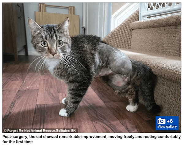 6本足の猫「ビッツィー」の数奇な運命。獣医師も驚愕の誕生秘話と手術で掴んだ幸せな“第二の猫生”