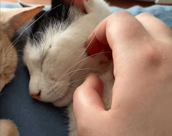 ぐっすり気持ちよさそうに寝ている猫。舌がぺろっとかわいく出たままだよ?！【海外・動画】