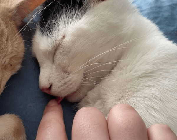 ぐっすり気持ちよさそうに寝ている猫。舌がぺろっとかわいく出たままだよ?！【海外・動画】