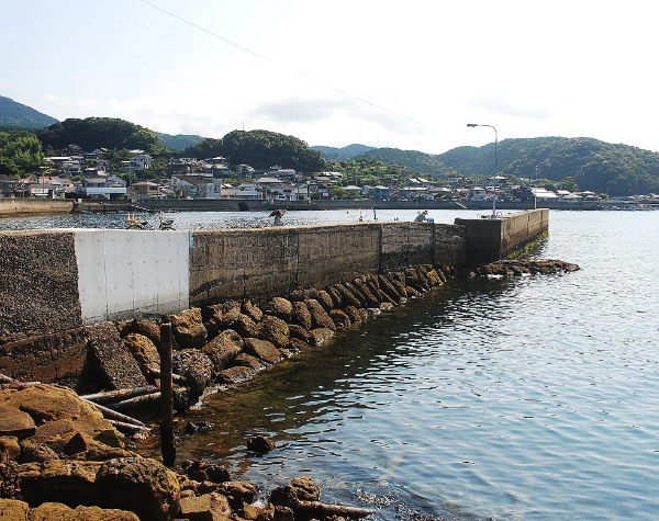 メジナ釣り【入門ガイド】仕掛け、ルアー、スポット、時期まで攻略しよう!