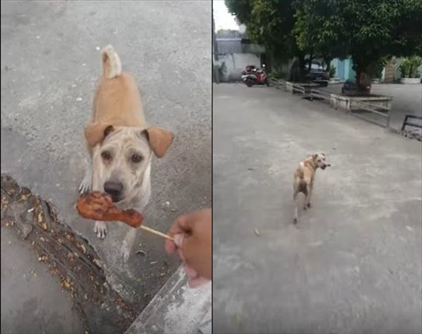 野良犬にチキンをあげたら食べずにどこかに持って行った！後をついていったらその理由に感動してしまった