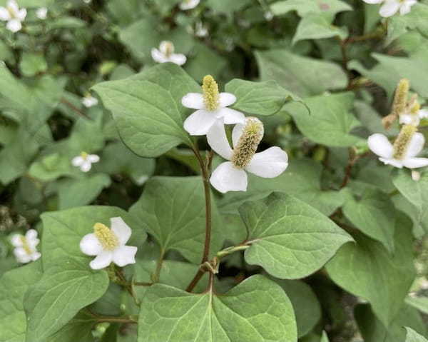 【読めたらスゴイ！】「蕺草」ってどんな草！？見たことあるあの植物です！この漢字、あなたは読めますか？