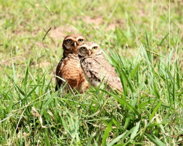 「アナホリフクロウ」とはどんな鳥？その名前の通り、穴を掘るの？