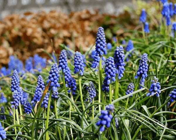 ムスカリの花言葉は?特徴や開花時期や名前の成り立ちを解説