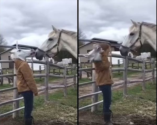 【実験】馬の前で馬のマスクを外してみた結果・・・馬の反応が面白い！