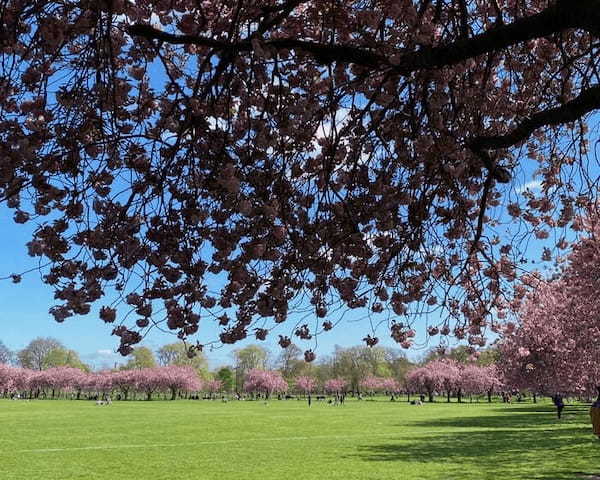 イギリスの季節の花々の織りなす絶景を楽しもう！