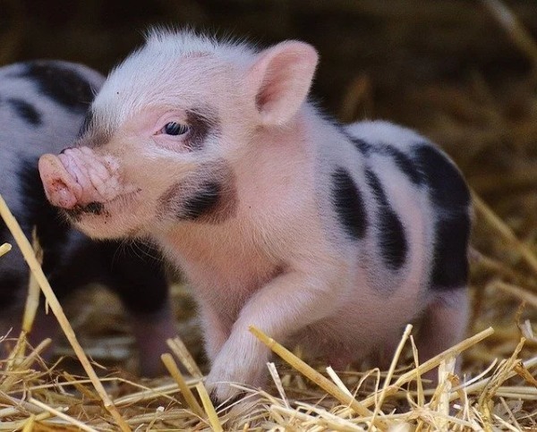 ペットとして豚を飼いたい！飼い方のポイントから種類、寿命までまとめて解説！