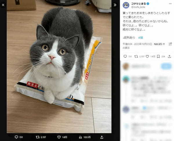 米袋の上にのった猫と「絶対に研ぐなよ……」と願う飼い主