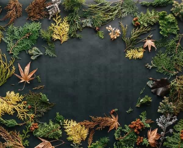 【連載】クリスマスリースに使える生花はどれ？花屋で買える花材＜枝もの編＞