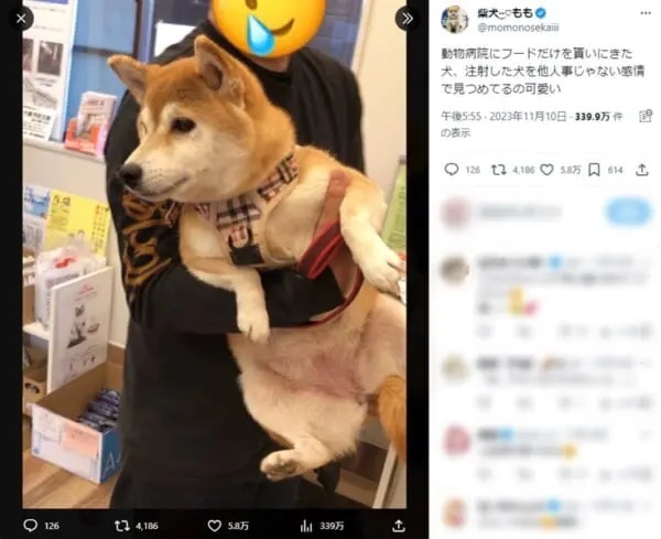 大丈夫かなぁ……　注射したワンちゃんを他人事じゃない様子で見つめる柴犬