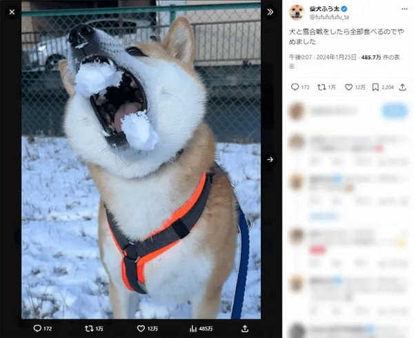 楽しい雪合戦のはずが……投げた雪玉を食べることに必死な柴犬さんに爆笑