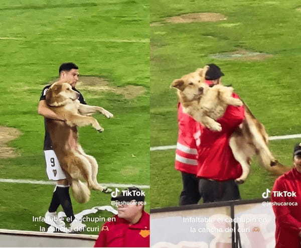 サッカーの試合に犬が乱入！ボールを奪い嬉しそうだったが、抱えられて退場する姿がかわいすぎた！