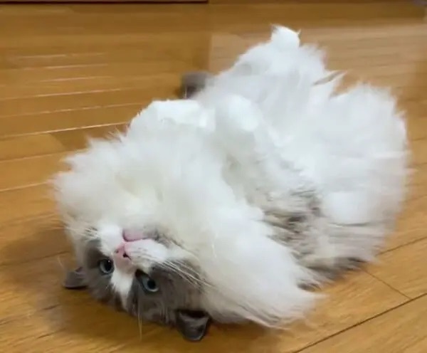 遊んでほしいニャ～！かまってアピールする猫様には誰もあらがえない