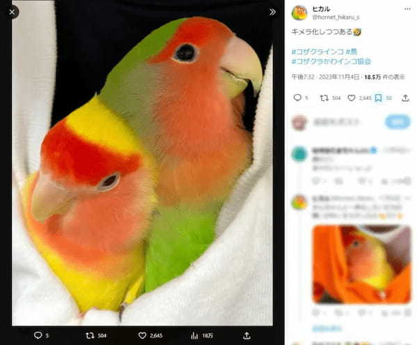 これが完全体……？仲が良すぎて「キメラ化」するインコ