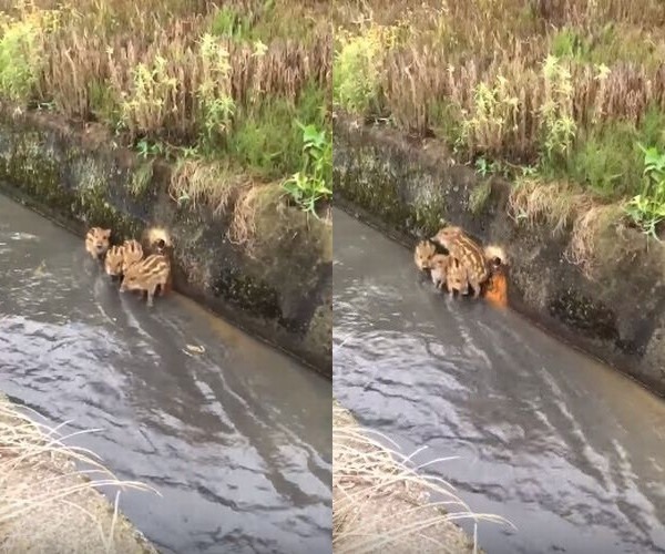 4匹のうりぼう兄弟、人間と目が合いその後の反応ががかわいい♪