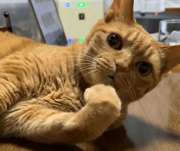 毛づくろい中に突然「ハッ……！」　大事なことを思い出した（？）猫ちゃん