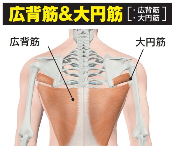 ボディビル世界王者が解説「背中のアウトラインをつくるラット系種目」