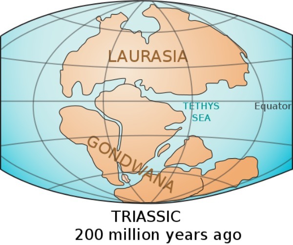 南極の氷の下には「化石化した森」が広がっている　超大陸ゴンドワナの遺物