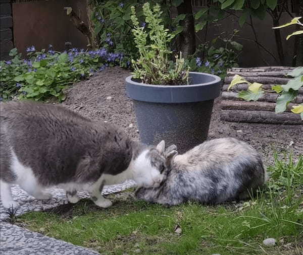 庭で鉢合わせた猫とウサギ。どうやらふたりは仲良しさんだったようで、おでことおでこをくっつけるかわいい挨拶をしていました