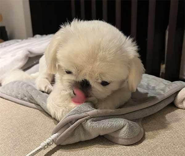 みーたーなー　おててナメナメ中の愛犬を飼い主激写