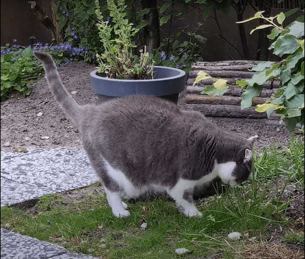 庭で鉢合わせた猫とウサギ。どうやらふたりは仲良しさんだったようで、おでことおでこをくっつけるかわいい挨拶をしていました