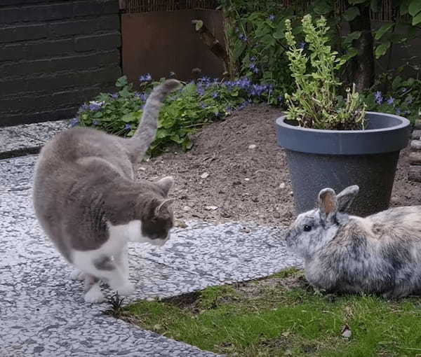 庭で鉢合わせた猫とウサギ。どうやらふたりは仲良しさんだったようで、おでことおでこをくっつけるかわいい挨拶をしていました