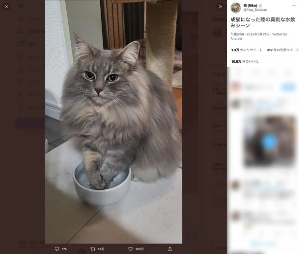 片手入れからさらに進化！？両手を容器に入れ水を飲む猫さん