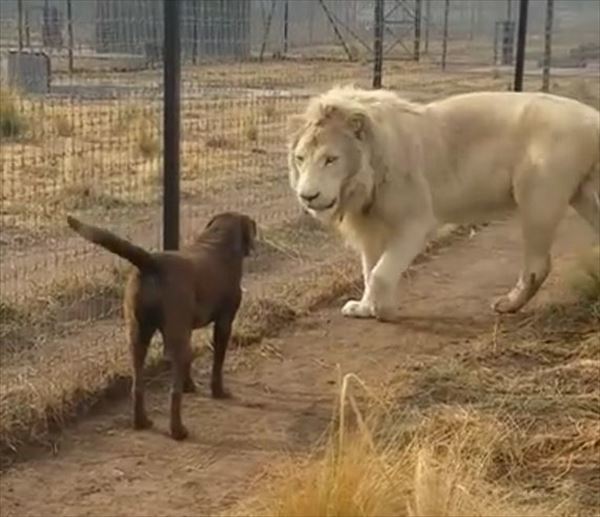 危ない！！ホワイトライオンに睨まれた犬！しかしこの後、ライオンの紳士的な振舞いに驚愕！【海外】