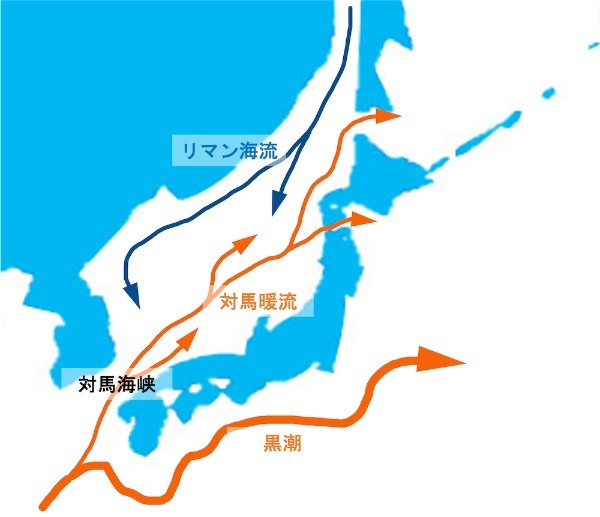 「ダイオウイカ」相次ぐ目撃の謎。対馬暖流に乗り、日本海に流入か