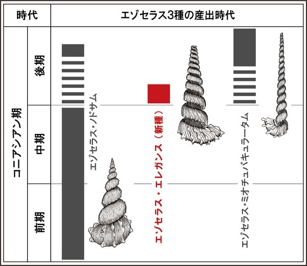 ソフトクリーム型の殻をもつ「奇妙な新種アンモナイト」を北海道で発見！