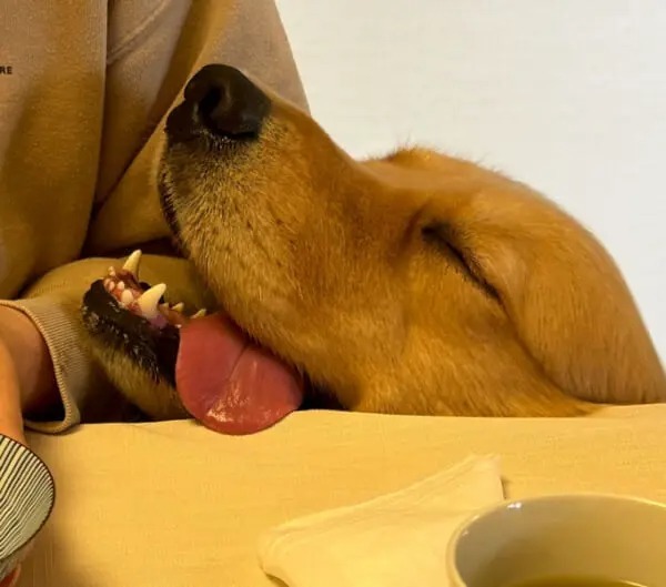 朝ごはんが食べづらい……自分のごはんをおねだりするワンコが結局かわいい