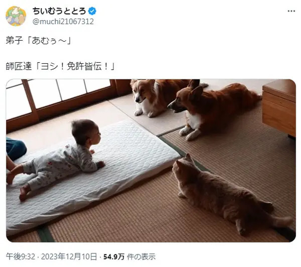 師匠たちから免許皆伝！？みんなで同じポーズをする赤ちゃんと犬猫が可愛すぎる