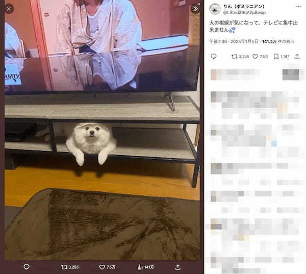 画面に集中できない……テレビ台の下からこっちを見てくるデカポメラニアン