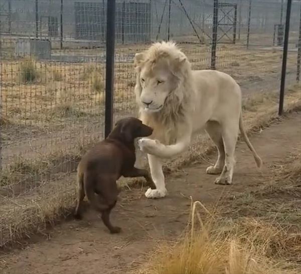 万事休すか！？犬と対峙したホワイトライオンのまさかの行動とは？とっても胸キュンな行動に人類もメロメロに