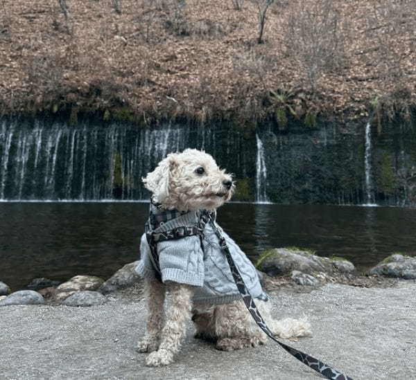 犬用リード・首輪・ハーネスの選び方とおすすめブランド紹介！ドッグトレーナー解説動画付き