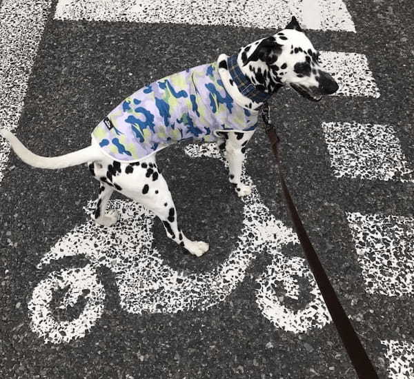 サイクリングを満喫中？　路面標識と一体化する「自転車乗りのエルメス」