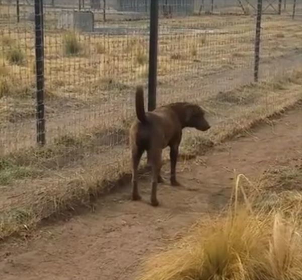 危ない！！ホワイトライオンに睨まれた犬！しかしライオンは犬に優しくキスをした！？【海外】