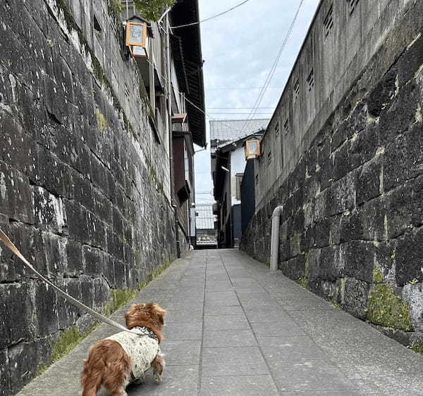 【熊本・玉名市】花しょうぶまつりと高瀬裏川界隈を散策して初夏を満喫してきたよ。