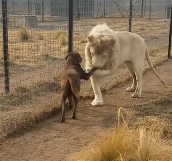 危ない！！ホワイトライオンに睨まれた犬！しかしこの後、ライオンの紳士的な振舞いに驚愕！【海外】