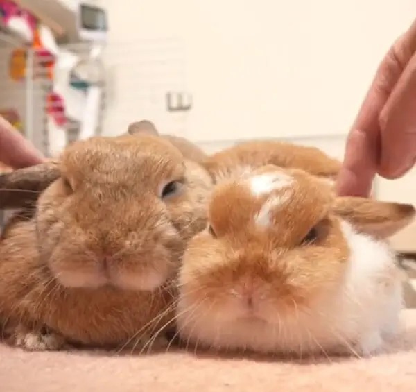 飼い主のマッサージにうっとり……こねくり回されるうさぎが癒やし効果抜群