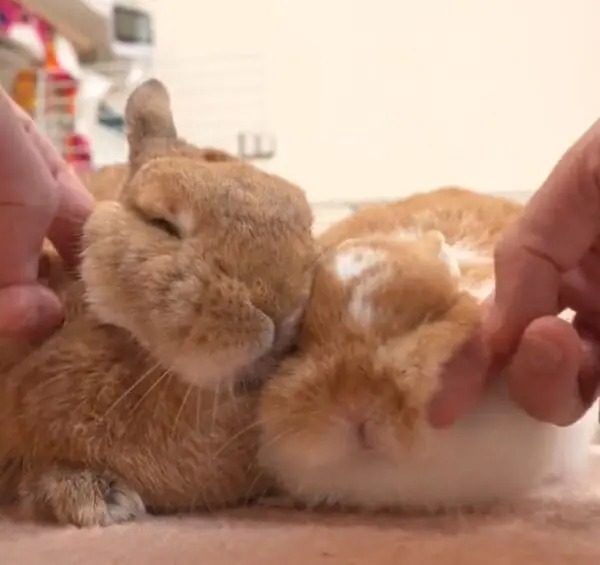 飼い主のマッサージにうっとり……こねくり回されるうさぎが癒やし効果抜群