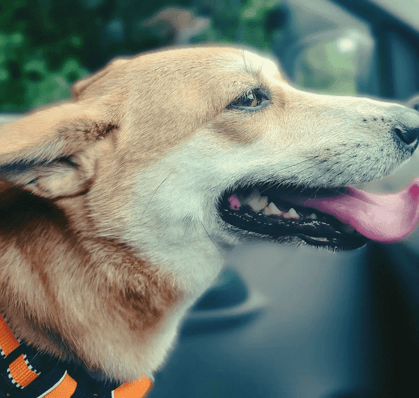 愛犬のベストショット狙いひたすら連写　飼い主の「数うちゃあたる作戦」に共感