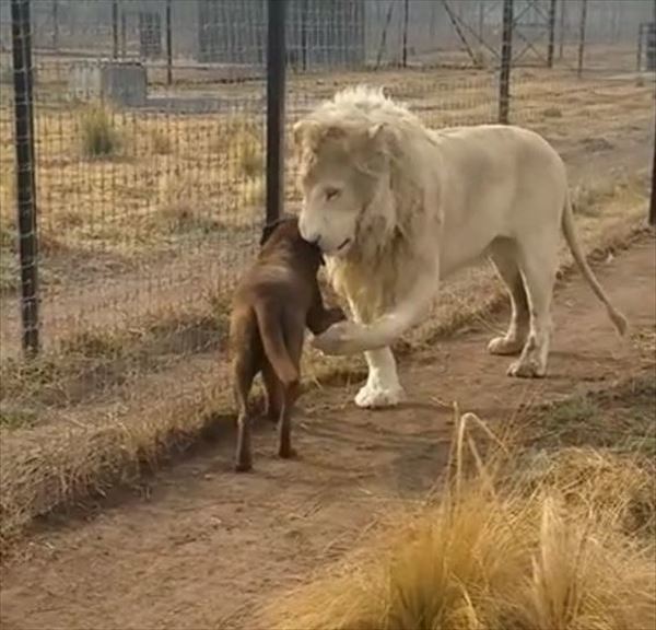 危ない！！ホワイトライオンに睨まれた犬！しかしこの後、ライオンの紳士的な振舞いに驚愕！【海外】