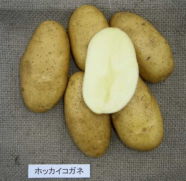 北海道産じゃがいもを使い、素材のおいしさをまるごと味わえる皮付きフライドポテト『北海道シューストポテト』
