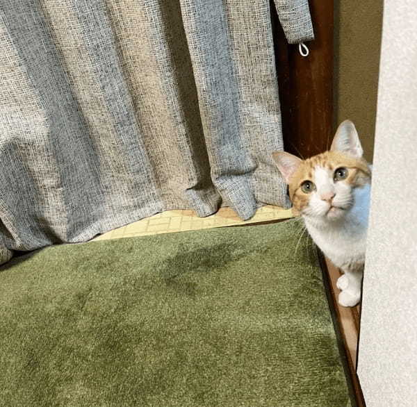 早く出てきてくださいニャ！　トイレにまで飼い主をストーキングする猫