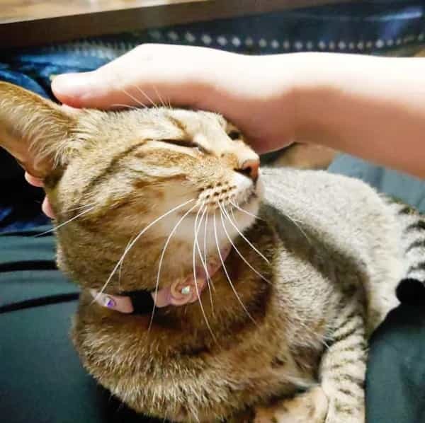 雲泥の差　相手によって態度を変える愛猫に飼い主も爆笑